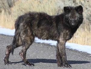 Yellowstone wolf pup with mange