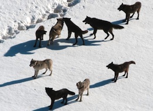 Temporal variability in wolf habitat selection