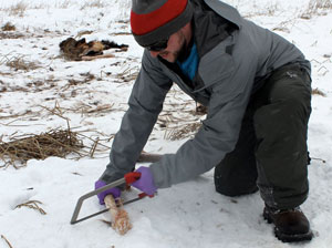 Ryan Kindermann examining the carcass site of a collared elk