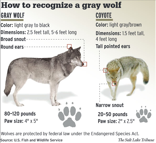 Differences between wolves and coyotes