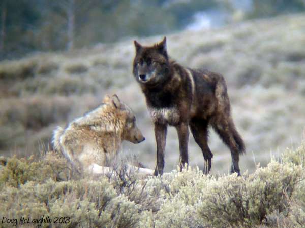 Yellowstone Wolf: Tracking the Packs